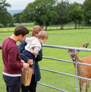 Family feeding the red deer at sky park farm