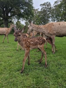 Red Deer Calf
