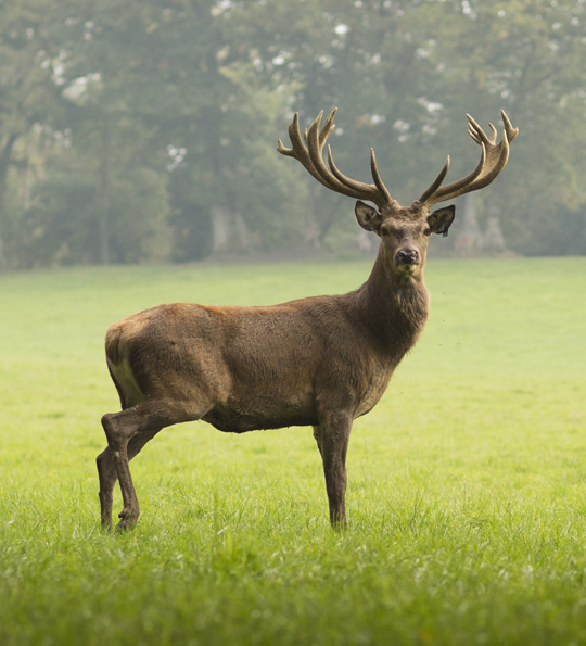 a red deer stag, about red deer