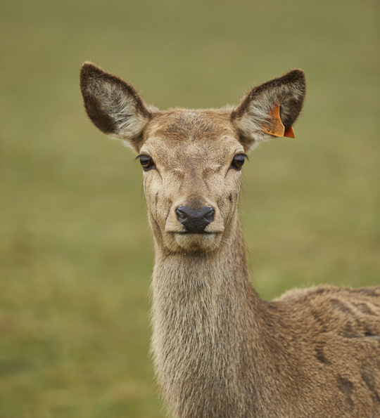 red deer looking at the camera. venison & health