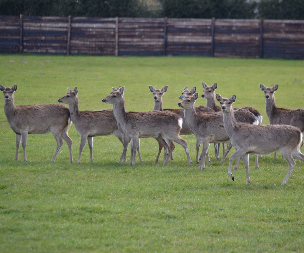 Herd of Sika Deer at Sky Park Farm