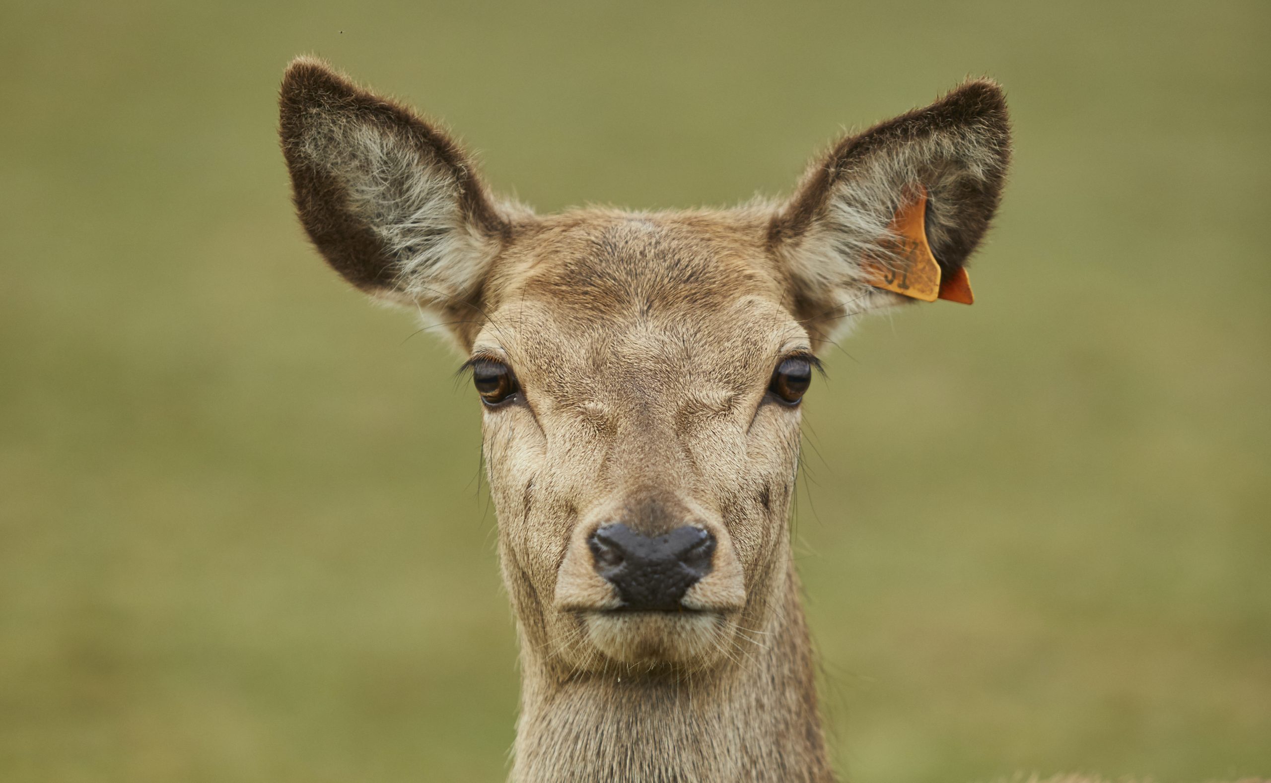 Red Deer Hind at Sky Park Farm