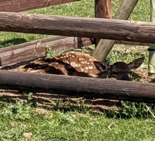 Baby deer at Sky Park Farm 2021