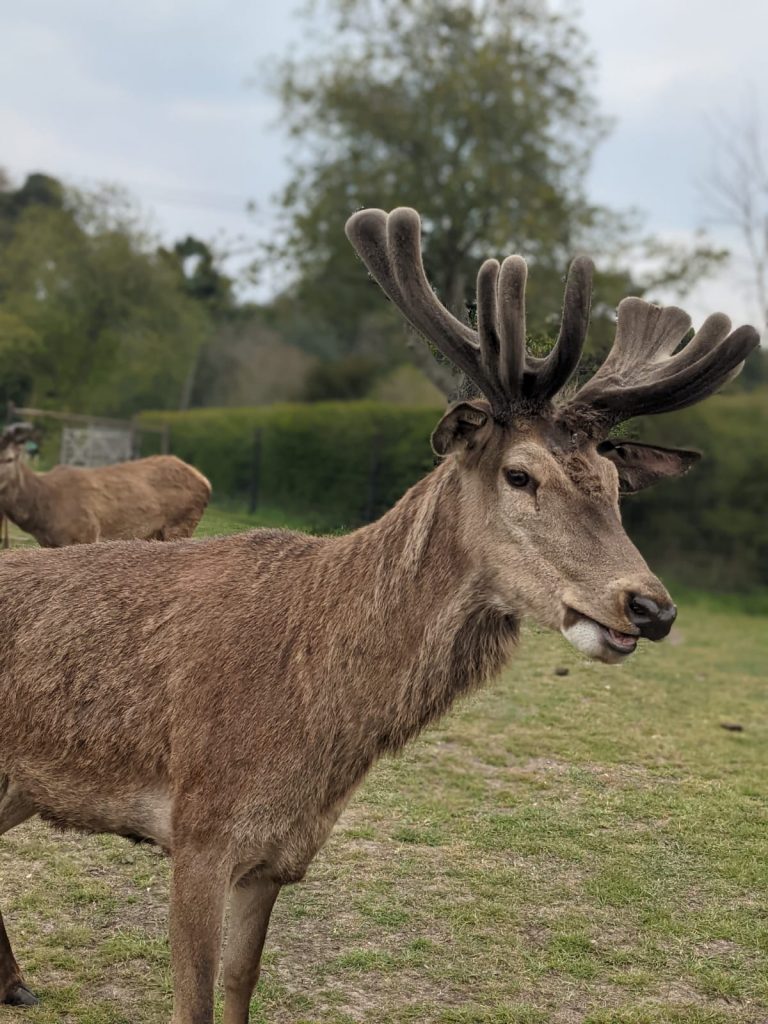 Stag at Sky Park Farm