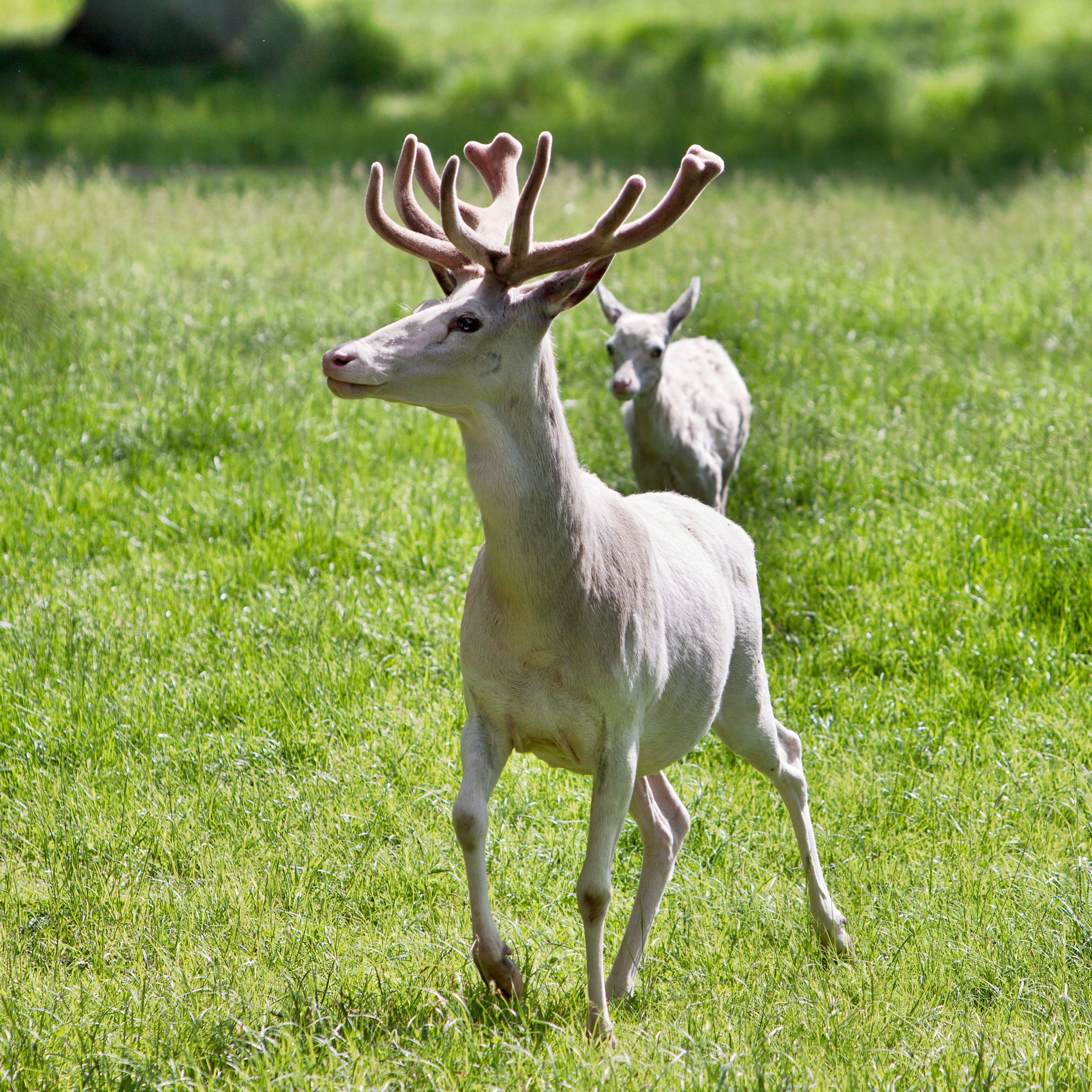 White Deer