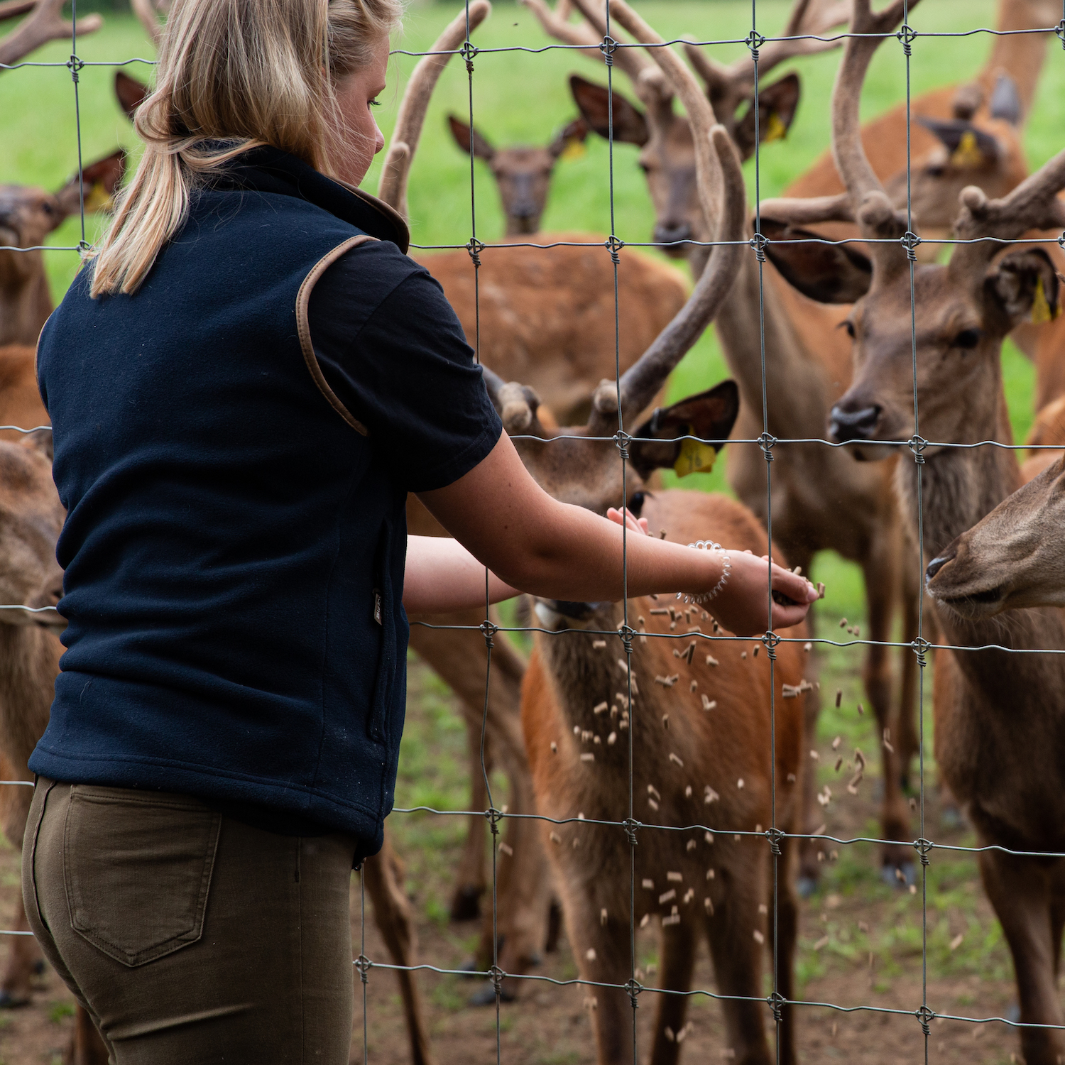 Lily our ranger feeding the red deer at Sky Park Farm