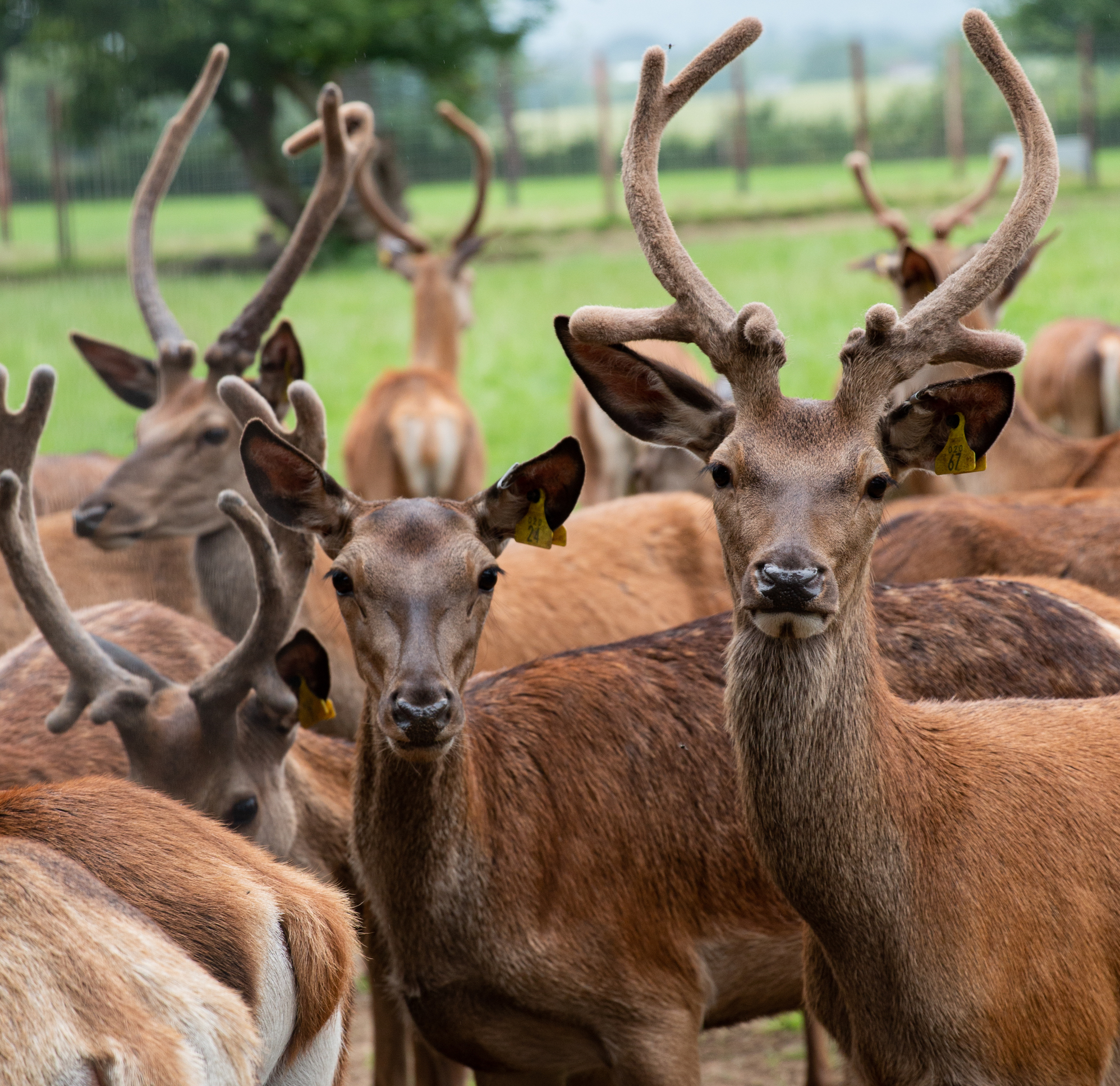 Red deer yearlings at sky park farm