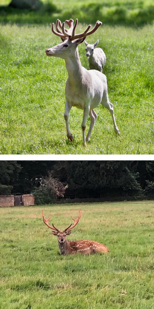 Stags arrive at Sky Park Farm for the rut