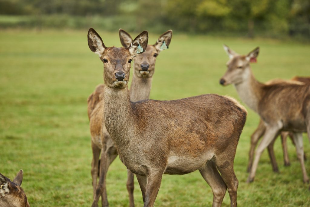 red deer at Sky Park Farm