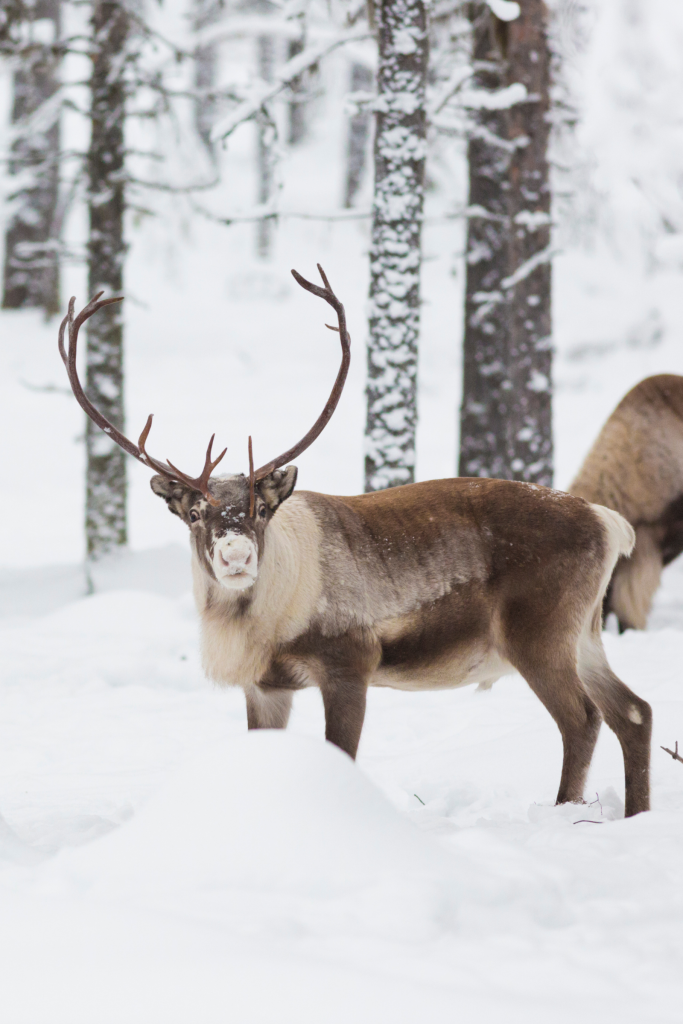 Reindeer stood in a snowy forest