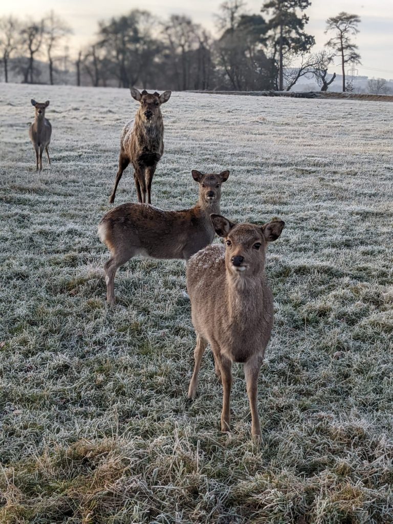 deer in the frost at Sky Park Farm