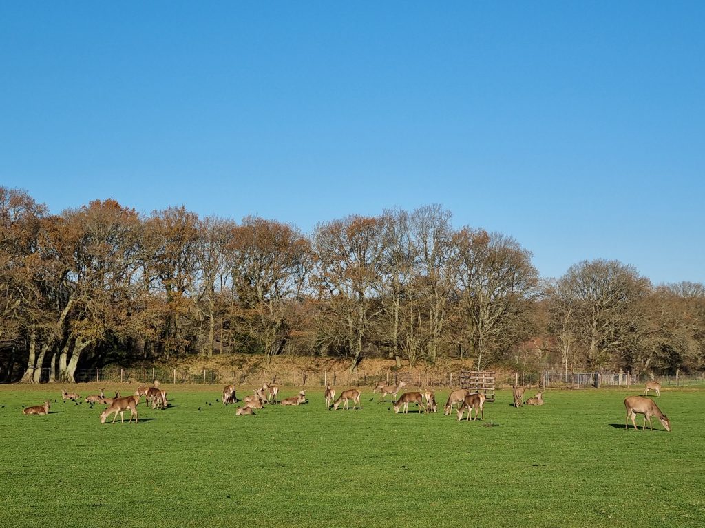 One of the paddocks at Sky Park Farm with red deer in