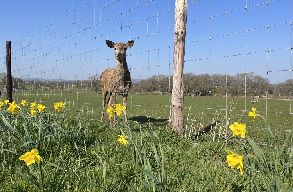 Daffodils in bloom with a red deer looking on from its paddock