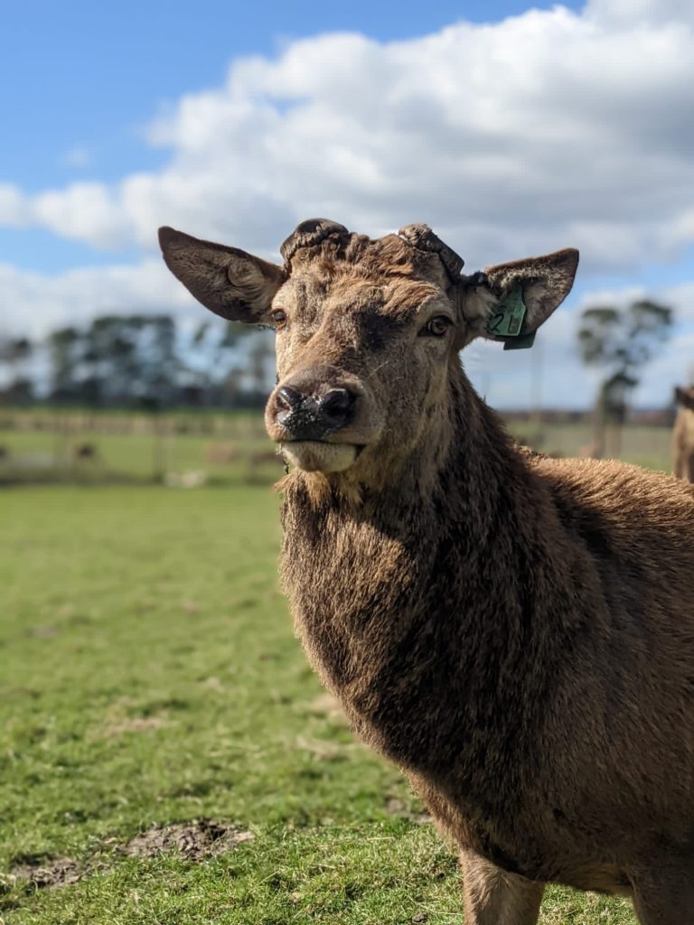 a male red deer in a grass field with blue skies