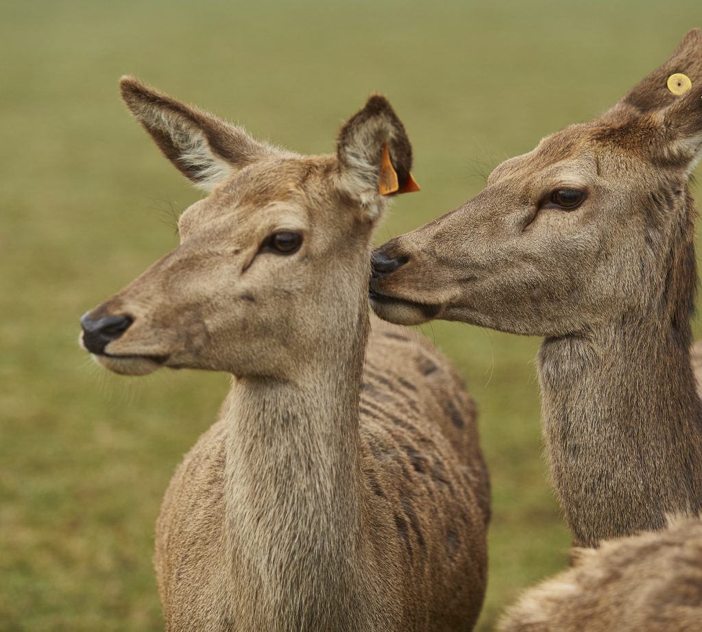 Two red deer looking to their right