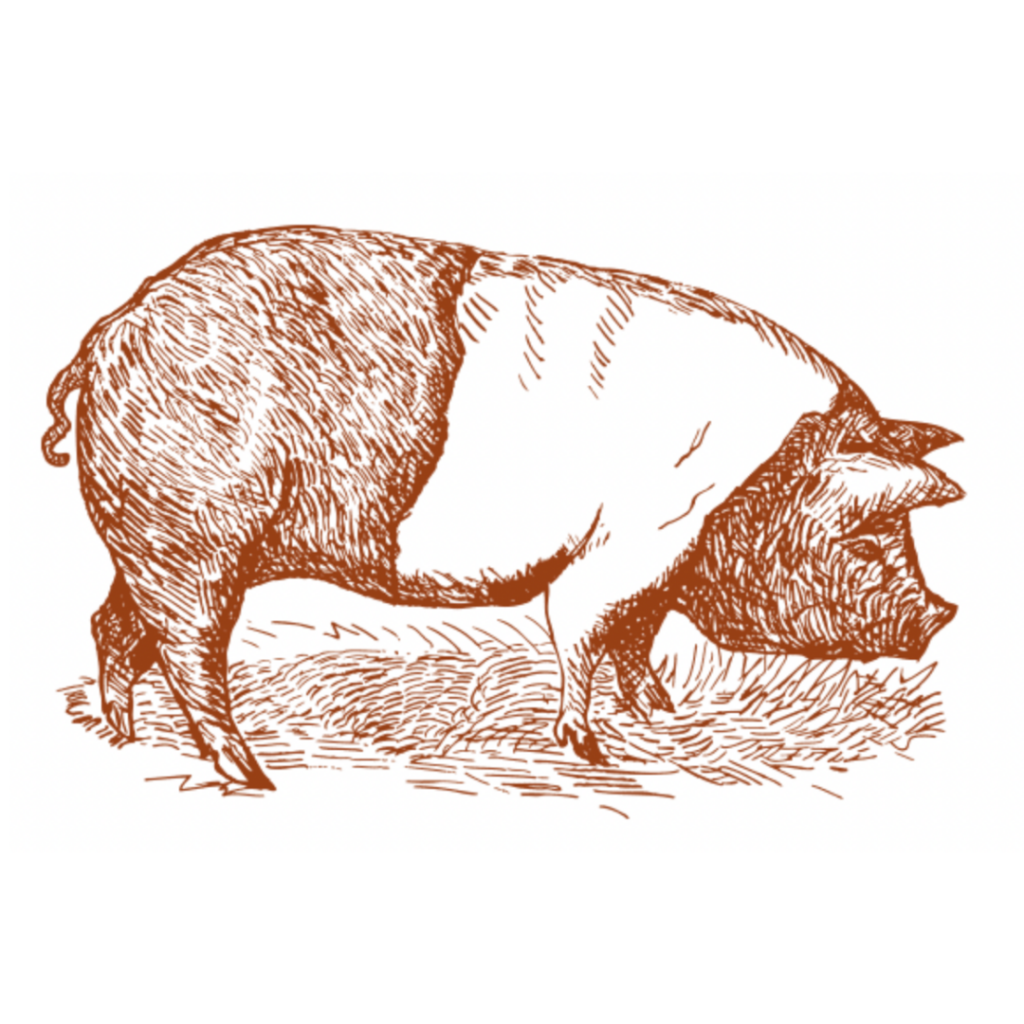 pencil drawing of pig