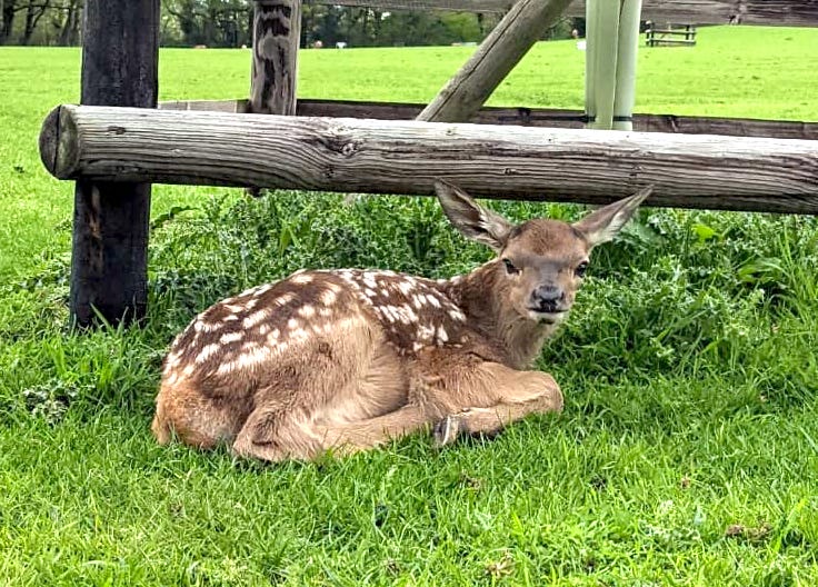 Red deer calf lying in grass by tree protection posts at Sky Park Farm