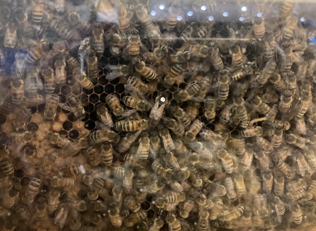Queen bee surrounded by attendants in observation hive