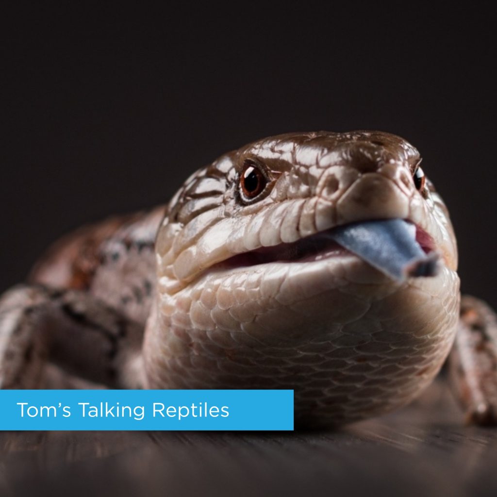 Lizard from Tom's Talking Reptile