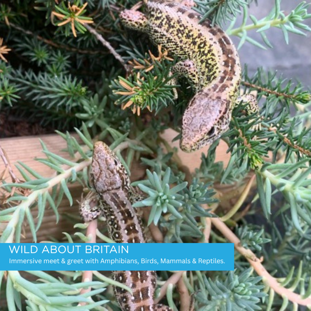 British Wildlife Meet & Greet at Sky Park Farm