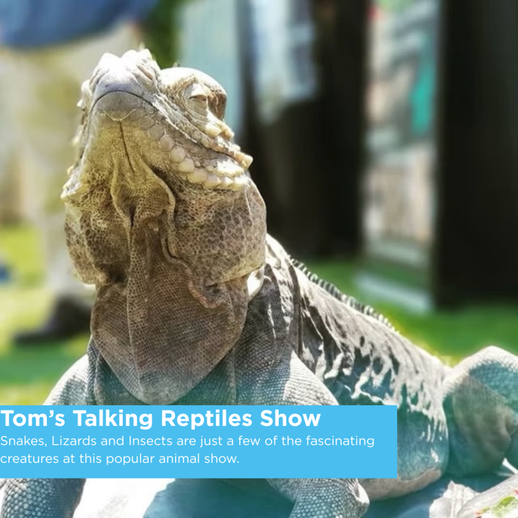 Tom's Talking Reptile Show