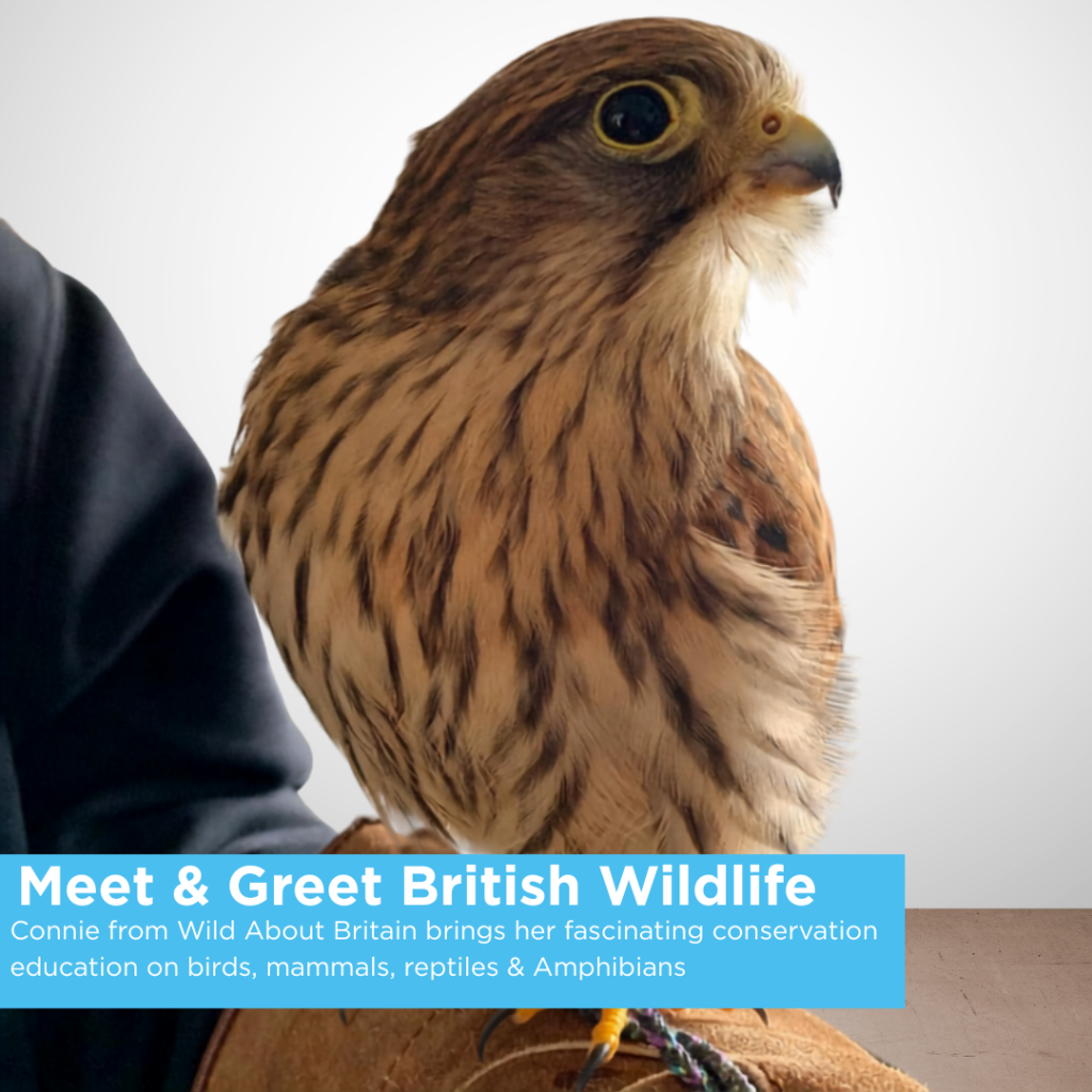 Meet & Greet British Wildlife
