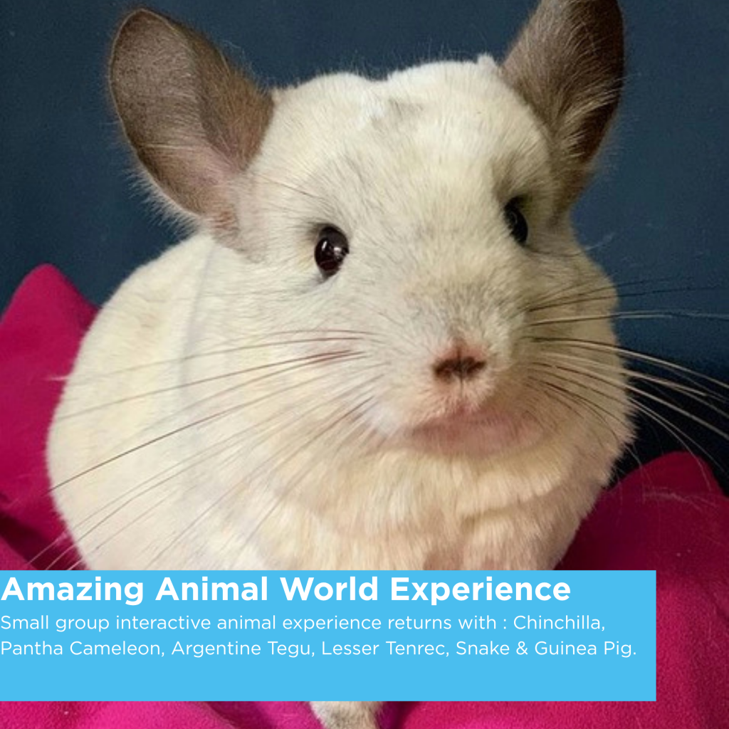 Amazing Animal World Experience at Sky Park Farm Tuesday 27th October Half Term